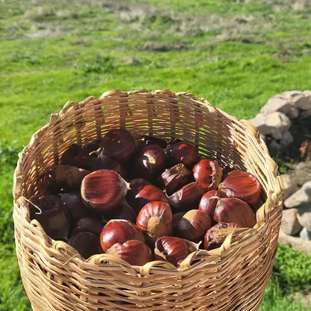 “Casa Abella “ Nyaraló *