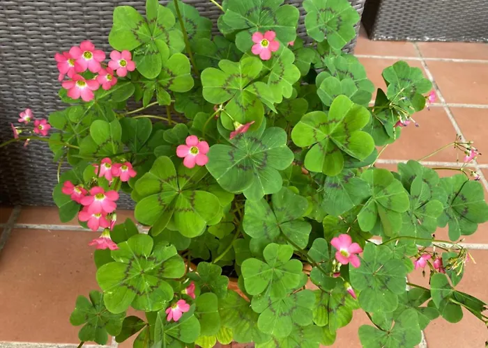 “Casa Abella “ Hébergement de vacances Monterrei